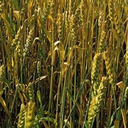 Пшеница от производителя