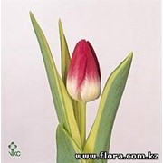 Тюльпан Wonder of Spring фото