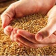 Хранение продовольственной пшеницы фотография