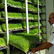 Гидропоника для выращивания зеленого корма фото