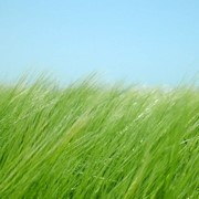 Отдушка косметическая Зеленая трава, запах: ландыш, мускусный, травянистый. Присутвуют нотки летнего утра и свежескошенной травы. Весенний луг радует взгляд и душу: море свежей зелени, милые полевые цветочки, жужжащие насекомые фото