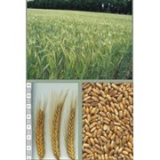 Пшеница второго класса оптом Крым фото
