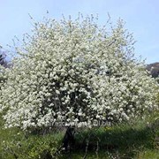 Вишня Prunus mahaleb Обхват ствола 6-8