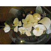 Снежная орхидея фото