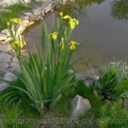 Корень Ириса болотного 100 грамм (Iris pseudacorus) фото