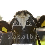 Ушная бирка для коров фото