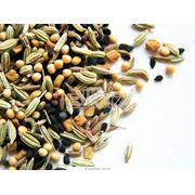 Семена зерновых культур в ассортименте фотография