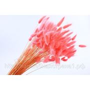 Лагурус цветной, 100г розовый фото