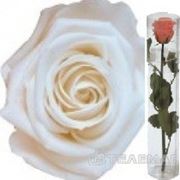 Telemag Стабилизированный цветок роза,мини. Цвет белый. фото
