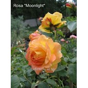 Роза Moonlight фотография