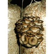 Выращивание и переработка грибов фото