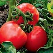 Семена помидоров 2гр. фотография