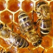 Мёд из степного разнотравья фото