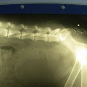 Рентгенодиагностика фото
