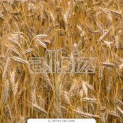 Продаем зерно, пшеницу фото