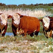 Молодняк крупного рогатого скота абердино-ангусской и симентальской мясных пород фото