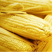 Кукуруза обыкновенная, пшеница экспорт, импорт