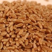 Пшеница, зерновые фото