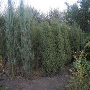Juniperus communis Suecica (звичайний)