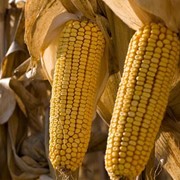 Кукурузный крахмал оптом по Украине фото