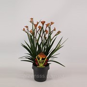 Анигозантос -- Anigozanthos фото