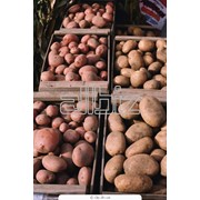 Технологии выращивания картофеля. Средства защиты растений от болезней фото