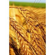 Пшеница 3 класс фотография