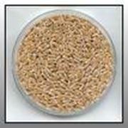 Переработка зерна пшеницы ячменя кукурузы гречихи гороха на крупу фото