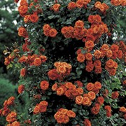Саженцы роз Вестерланд фото