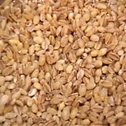 Крупы ячневые фото