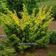 Можжевельник Juniperus chinensis Plumosa Aurea