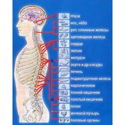 Заболевания периферической нервной системы, позвоночника и суставов фото