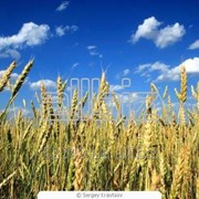 Пшеница фуражная и продовольственная