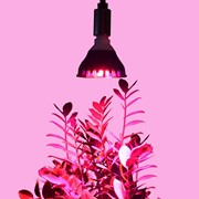 Фитолампы LED для комнатных растений и рассады фото