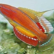Рыба Парахейлин краснополосый Paracheilinus filamentosus фото