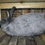 Кролики Серебристый фотография