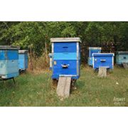 Улья для пчеловодства