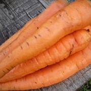 Семена моркови "Шантане".