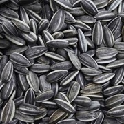 Семена подсолнечника фото