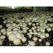 Субстратные грибные блоки Шампиньоны фото