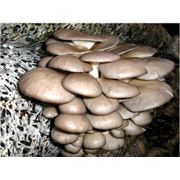 Мицелий грибов фотография