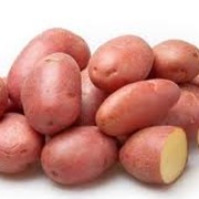 Картофель сортовой, семена картофеля Беллароза фото