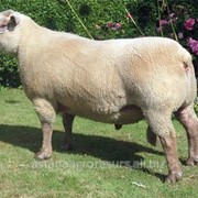 Мясная порода овец – Вандейская (Франция) фото