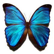Живые тропические бабочки фотография