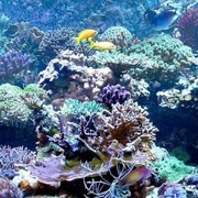 Коралловый риф фото