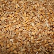 Куплю пшеницу, Продам пшеницу в Украине оптом фото
