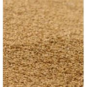 Пшеница продовольственная  Triticum фото
