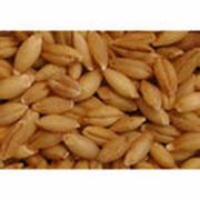 Пшеница продовольственная 4кл. ГОСТ РФ Р52554-2006