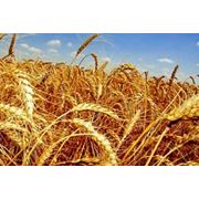 Пшеница продовольственная 34 класс фото