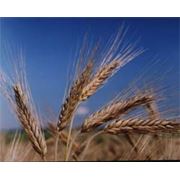 Семена озимой пшеницы " Ермак" - элита